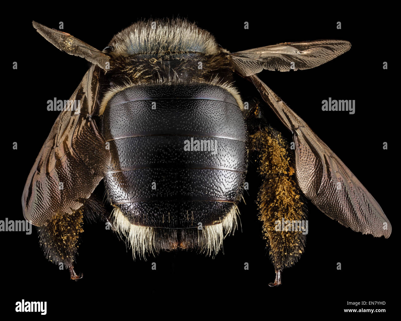 Xylocopa micans, F, Dos, GA, Baker Comté 2015-02,47-03-15 Banque D'Images