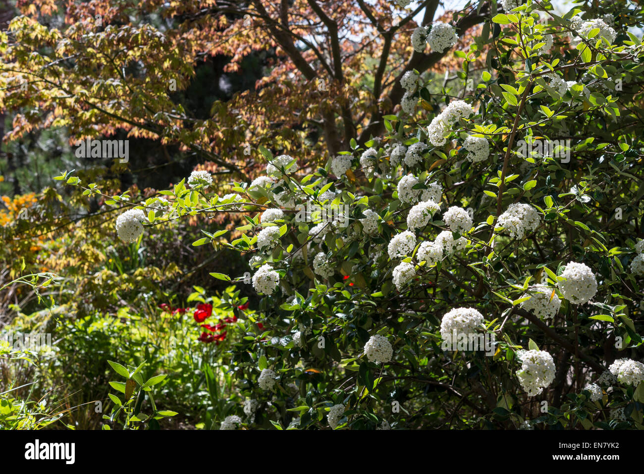 Floraison blanche et Viburnum arbustes dans les jardins botaniques de Sheffield, Yorkshire, Angleterre. Banque D'Images