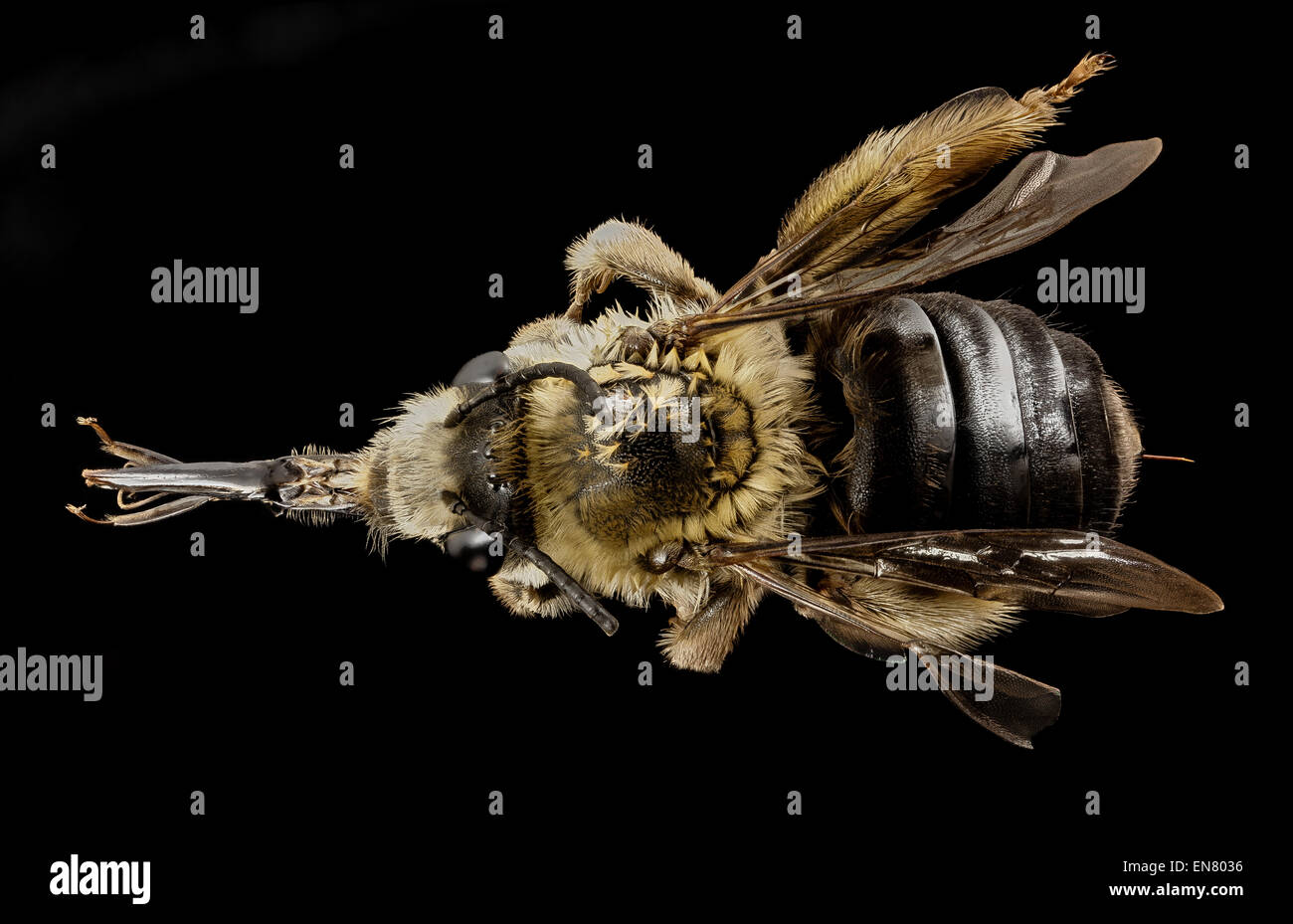 Eucera dubitata, f, ga,baker, retour 2013-07-28-08-16.00.12 ZS PMax Banque D'Images