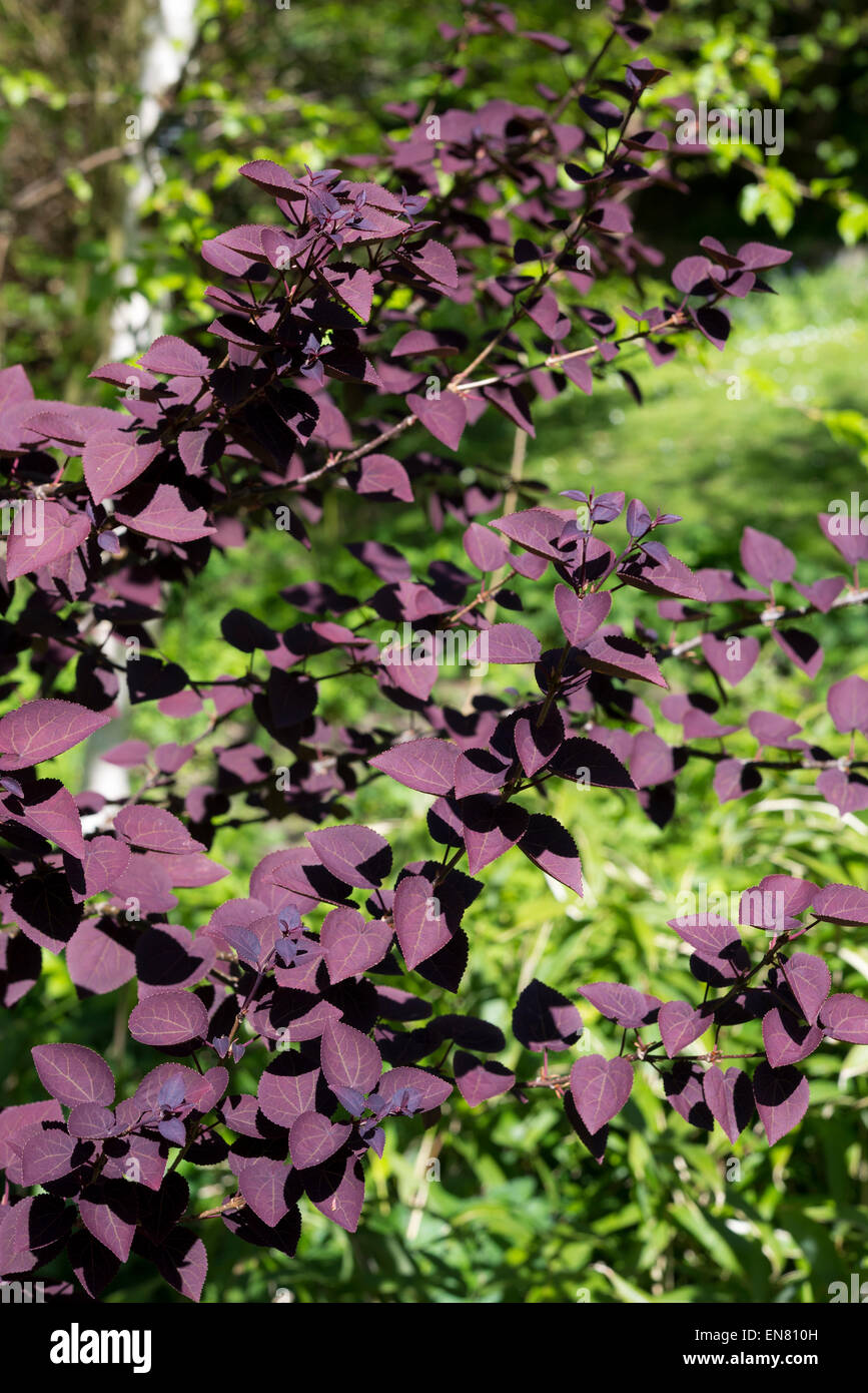 Feuillage pourpre profond d'un Cercis siliquastrum arbre de printemps. Banque D'Images