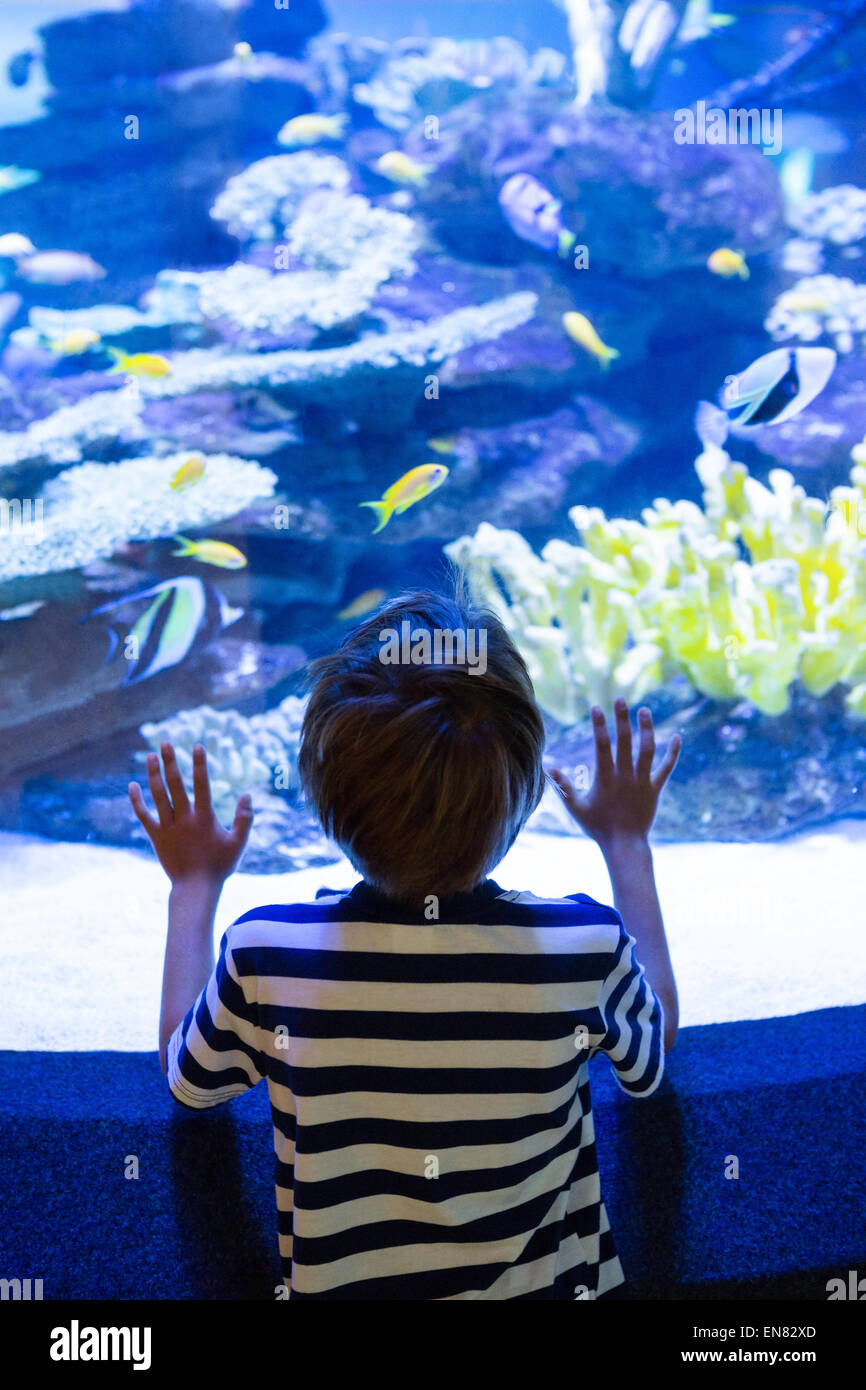 Jeune homme de toucher un poisson-tank Banque D'Images