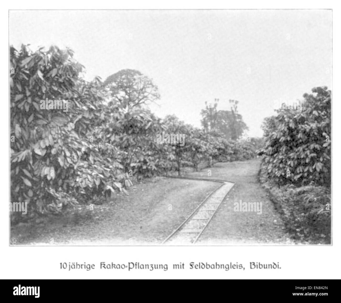 Une image de la page 18 de la publication de Wohltmann de 1904, illustrant une plantation de cacao vieille de 10 ans à Bibundi, avec une voie ferrée de champ, mettant en évidence les pratiques agricoles du début du XXe siècle. Banque D'Images