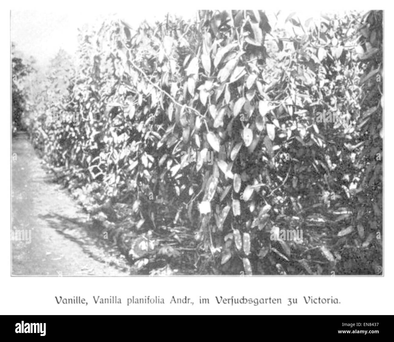 Une illustration de Wohltmann de 1904 montrant des plants de vanille dans le jardin expérimental de Station Viktoria, une station de recherche axée sur les études agricoles et la culture des plantes. Banque D'Images