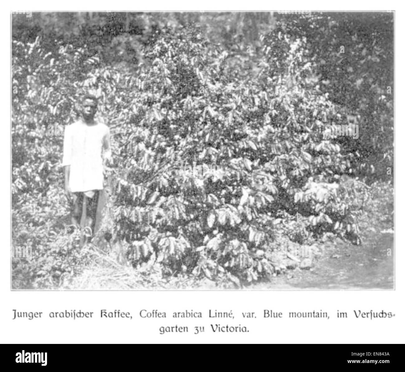 WOHLTMANN(1904) Kafeebusch Versuchsgarten p030 im der Gare Viktoria Banque D'Images