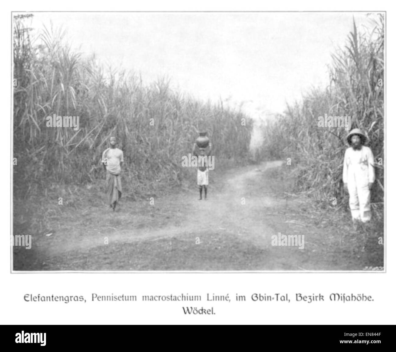 Cette illustration de 1904 de Wohltmann représente un sentier à travers l'herbe à éléphant dans le district de Misahöhe, montrant l'environnement naturel et la végétation locale de l'Afrique de l'est. Banque D'Images