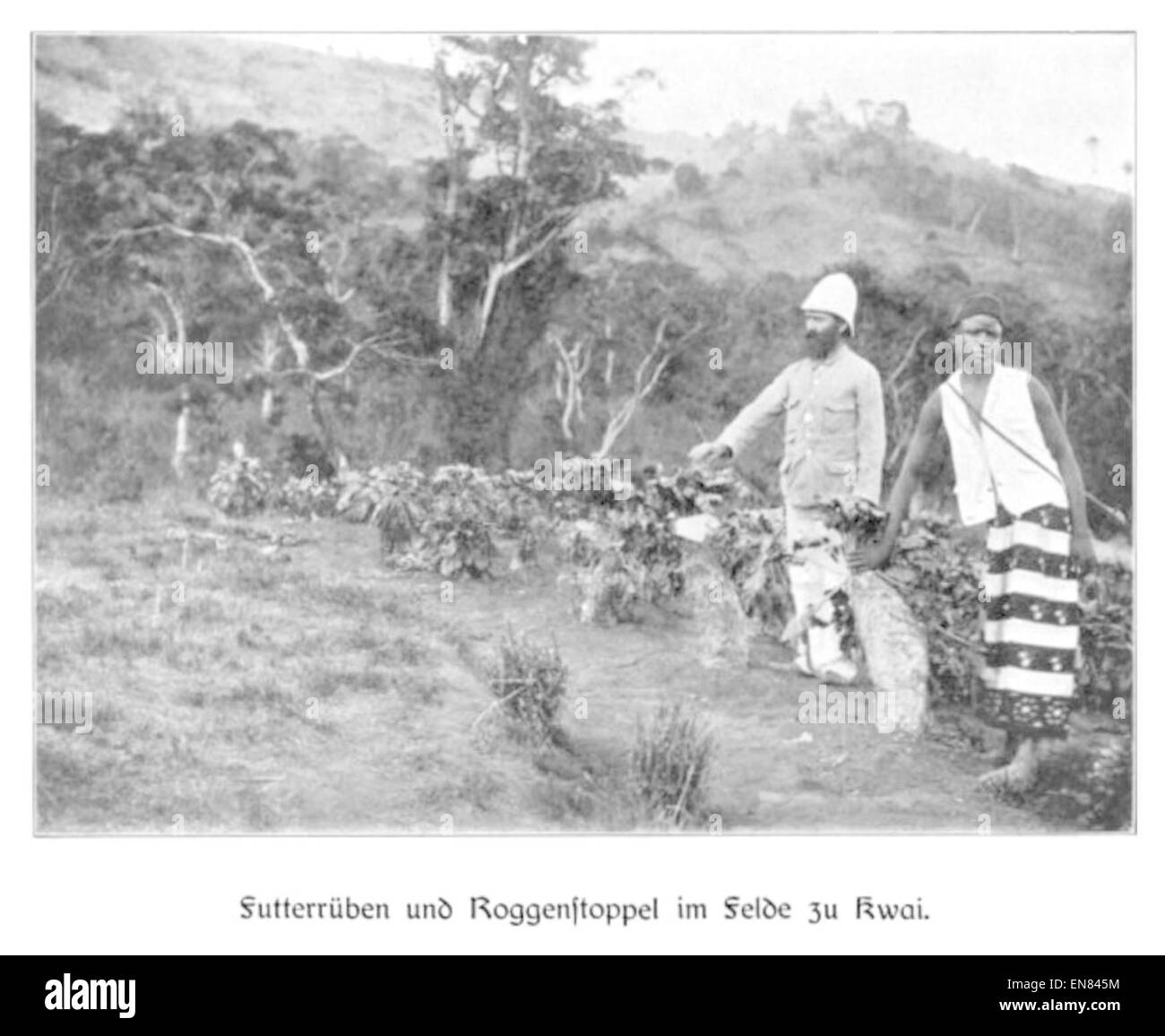 Une illustration des travaux de Wohltmann de 1904 montrant un champ expérimental pour le seigle et les betteraves fourragères à Kwai, documentant des expériences agricoles au début du XXe siècle. Banque D'Images