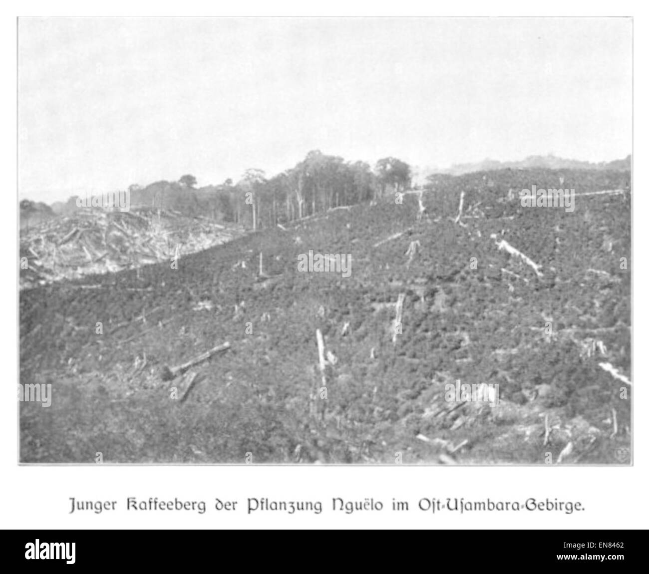 WOHLTMANN(1904) p083 Junge Kaffee-Pflanzung Usambaragebirge Nguelo bei im Banque D'Images