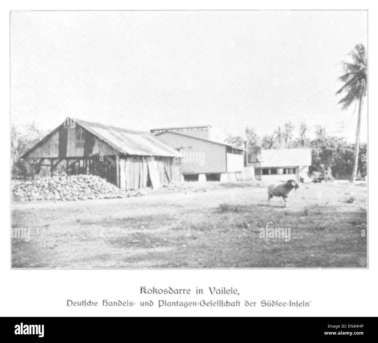 La page 103 de *Wohltmann (1904)* montre une maison de séchage de noix de coco à Vailele, qui fait partie de la German Trading and Plantation Company dans les îles de la mer du Sud, illustrant l'industrie locale de la transformation de la noix de coco. Banque D'Images