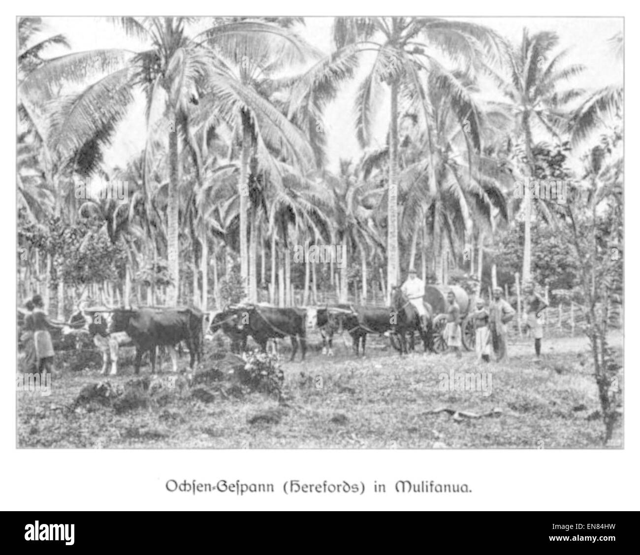 Cette illustration de 1904 par Wohlmann représente une charrette dessinée par des boeufs (Ochsen-Gespann) dans un décor de faune diverse. La scène présente les techniques de transport rural de l'époque, mettant en évidence les bœufs et leur rôle dans le transport de charges dans les environnements agricoles. Banque D'Images