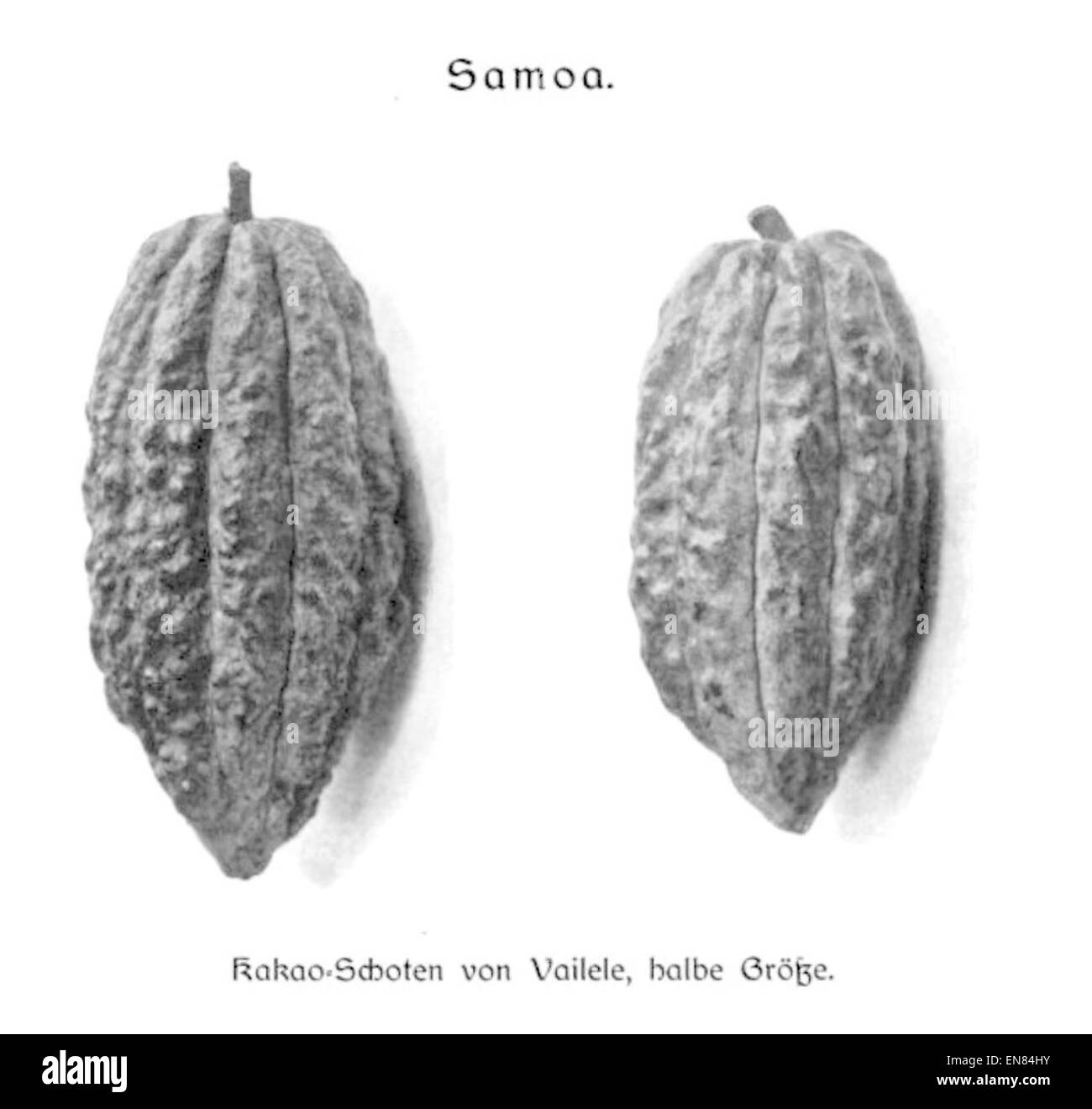 WOHLTMANN(1904) p108 Vailele von Kakao-Schoten Banque D'Images