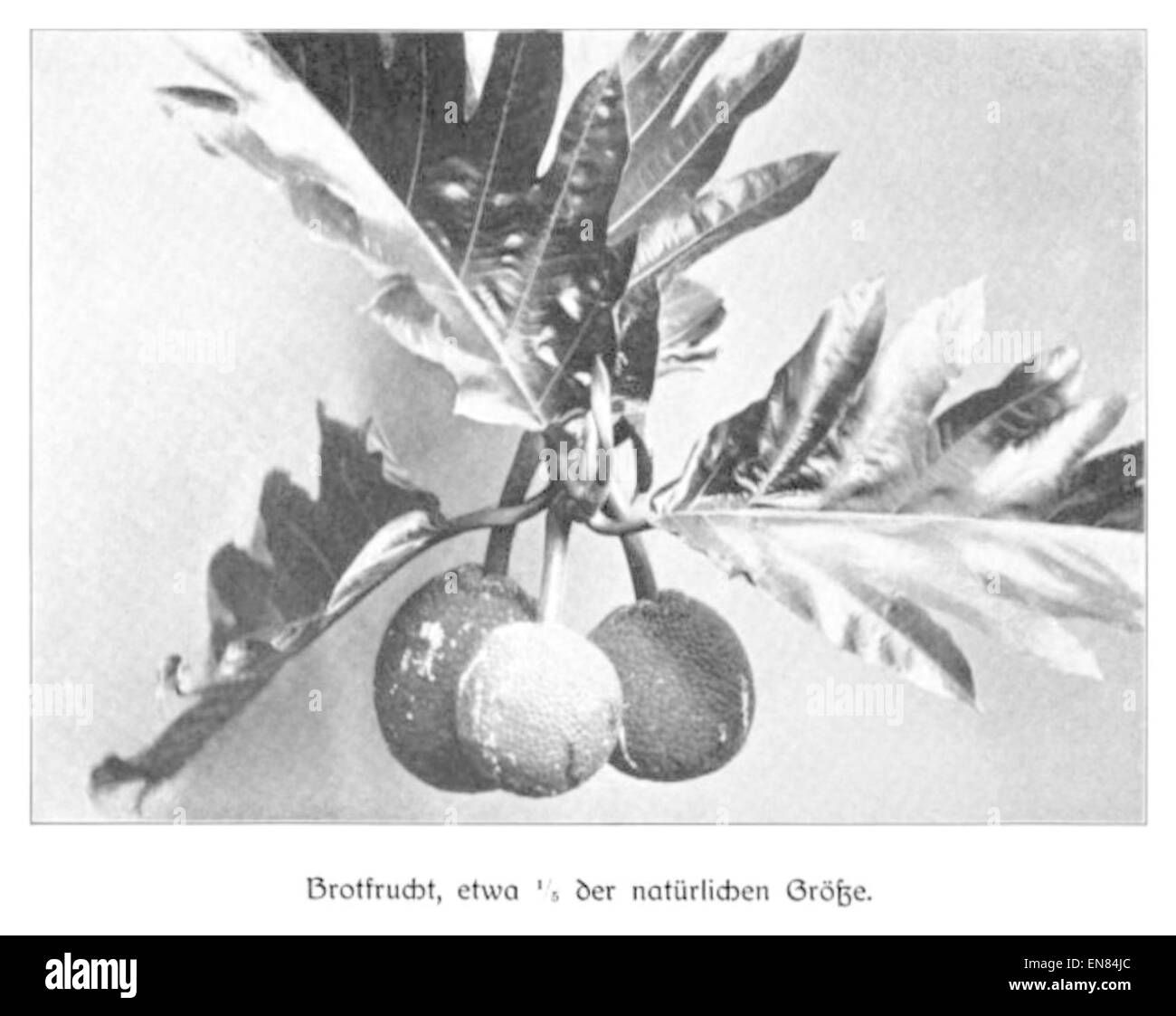 WOHLTMANN(1904) P116 par Brotfrucht, 0,2 der natC3GrC BCrlichen3B6C39Fe Banque D'Images