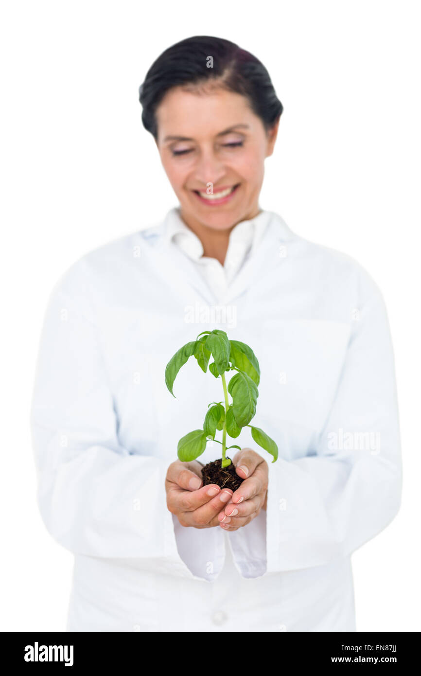 Scientist holding plant de basilic Banque D'Images