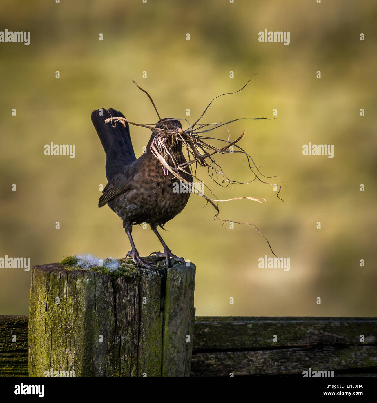 Blackbird femelle avec un bec plein de matériel de nidification, Yorkshire, UK Banque D'Images