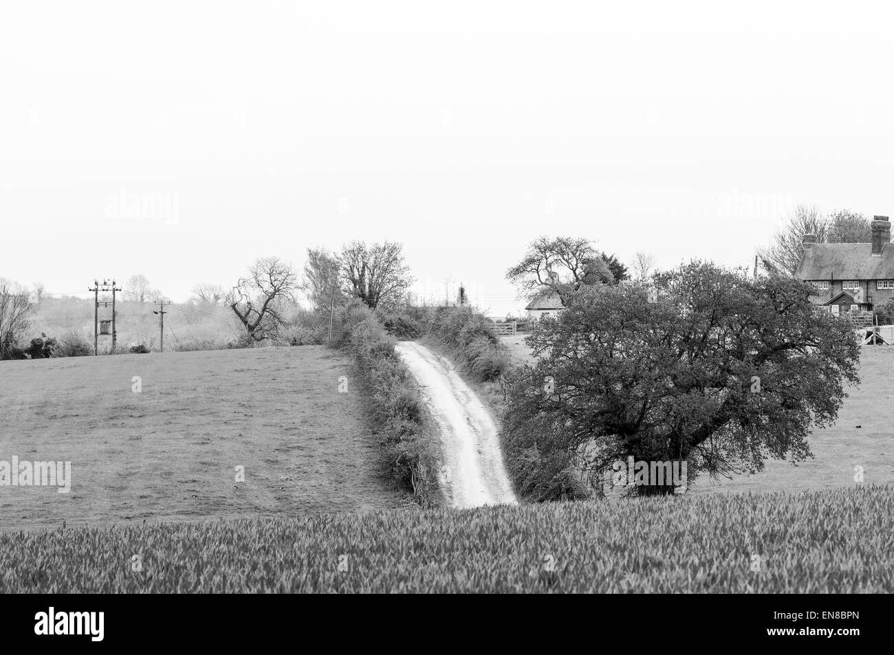 Le noir et blanc sur une piste dans la craie, près de terres vers le bas, vers le bas de la piste, Amberley atterrit près Amberley, West Sussex Banque D'Images