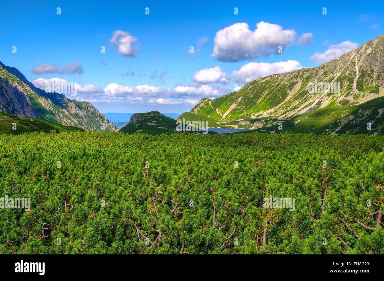 Paysage de montagne d'été. Magnifique vue sur pins nains, le lac et les sommets en étang dans la vallée de cinq montagnes Tatra. Banque D'Images