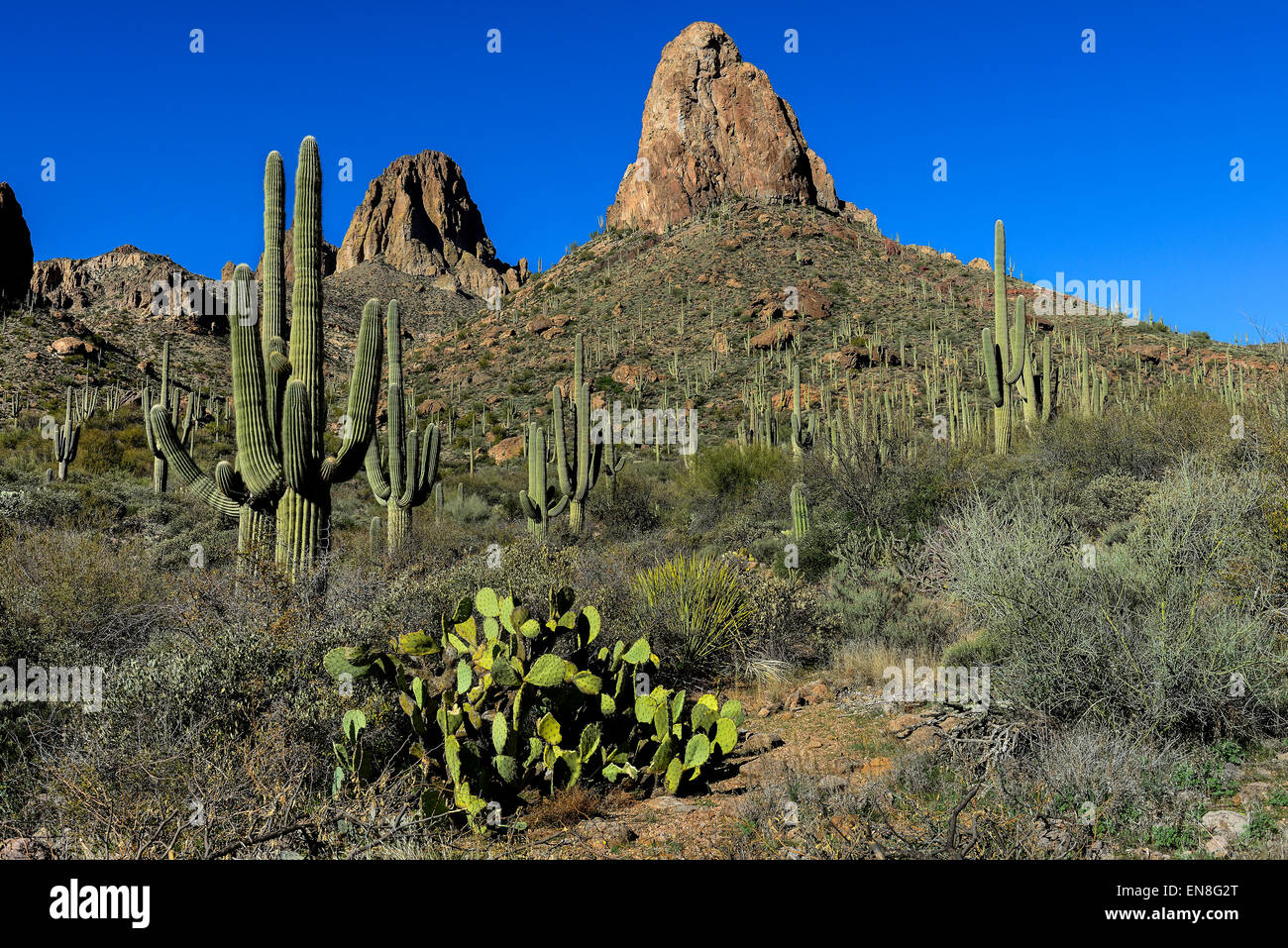 Saguaro cactus, Carnegiea gigantea à forêt nationale de tonto, az Banque D'Images