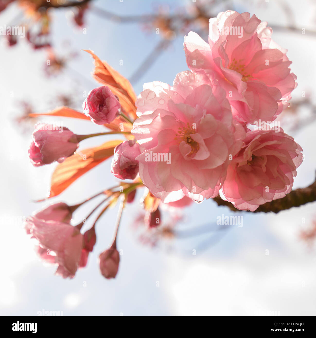 Gouttes gouttes off cherry blossom petals sur une averse de printemps - Écosse, Royaume-Uni Banque D'Images