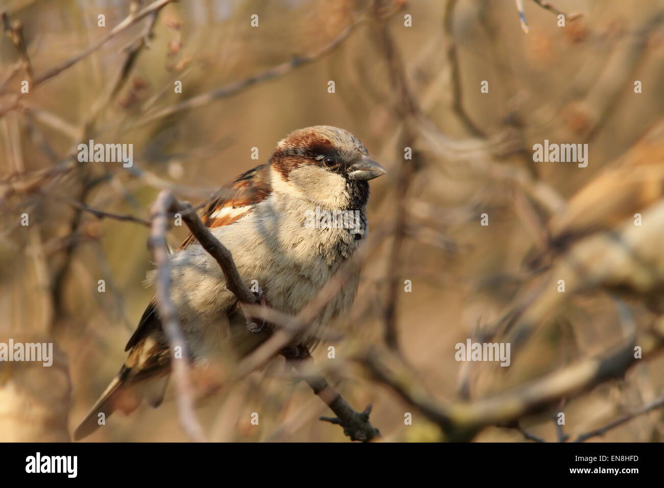 Moineau domestique mâle ( Passer domesticus ) perché sur un buisson Banque D'Images