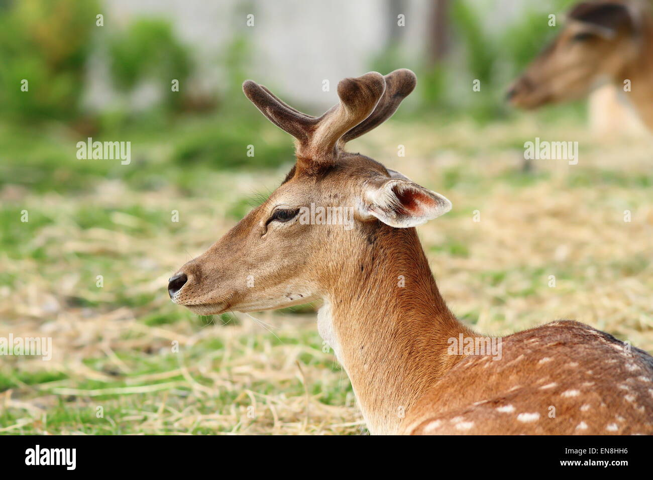 Jeune cerf buck avec panache en croissance ( Dama ) Banque D'Images