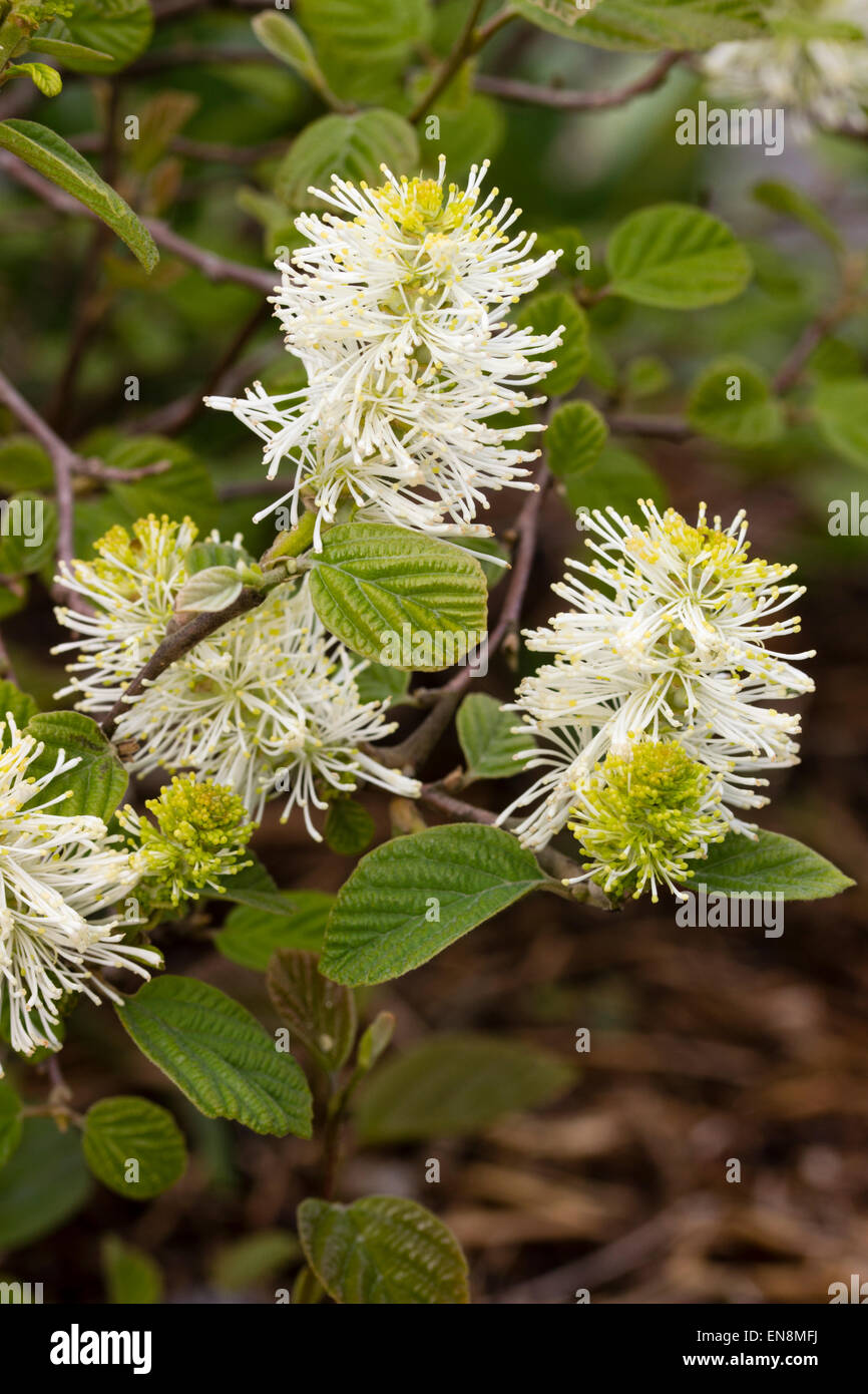 Fleurs de Printemps bleu-gris de l'arbuste à feuilles caduques, foliaged Fothergilla x intermedia 'Blue Shadow' Banque D'Images