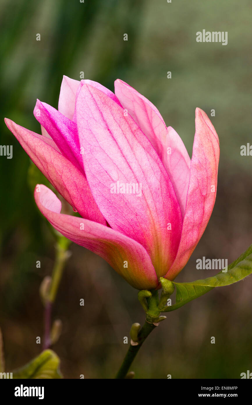 Seule fleur de l'arbre à feuilles caduques Magnolia 'Daybreak' Banque D'Images