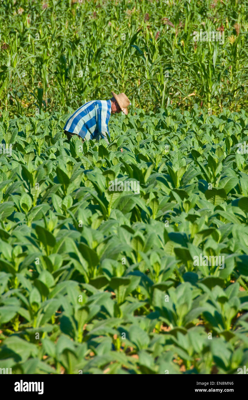 Vue verticale d'un agriculteur contrôler sa récolte de tabac dans la région de Vinales. Banque D'Images