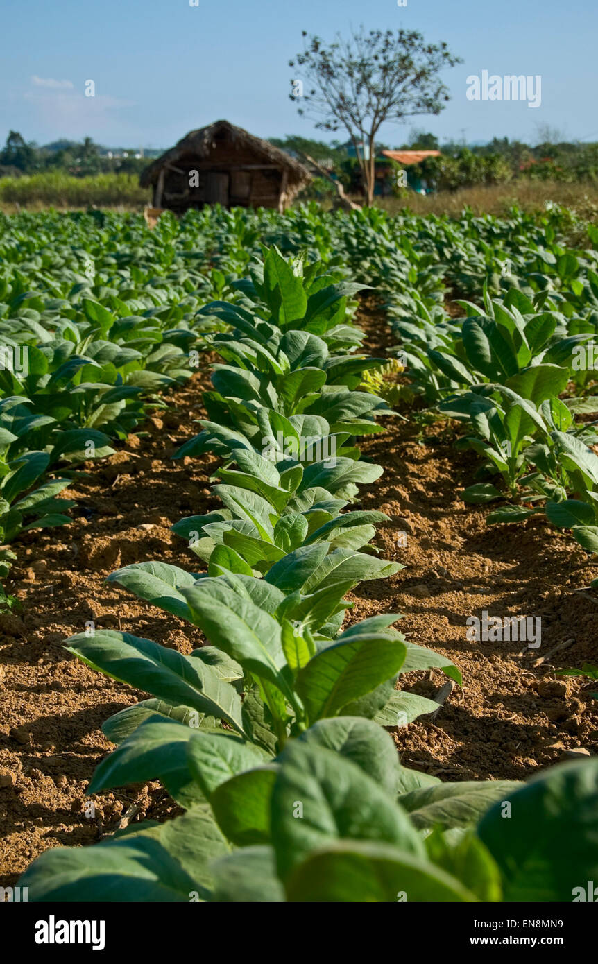 Close up vertical des plants de tabac dans la région de Vinales. Banque D'Images