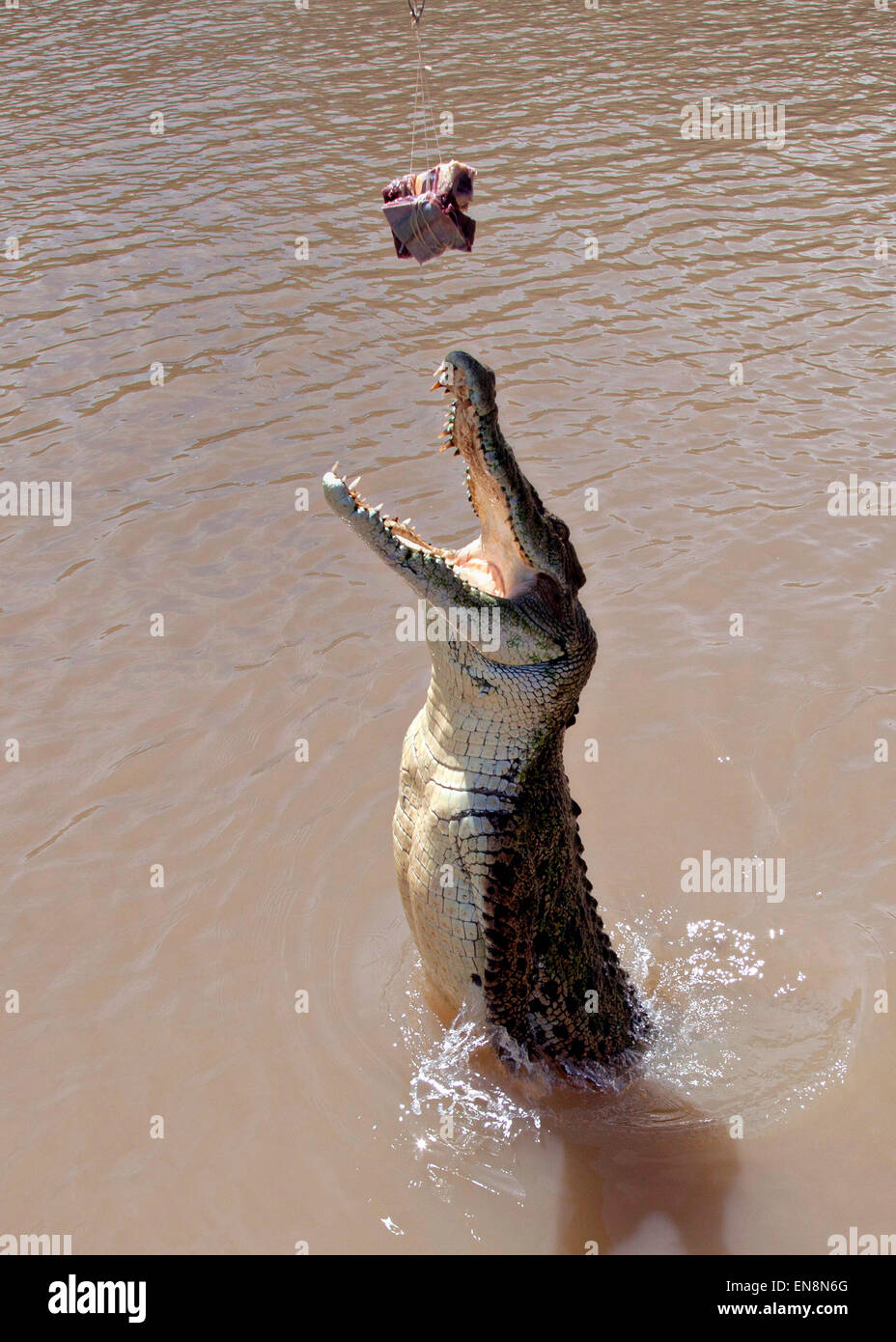 Berry Springs, Australie. 28 avril, 2015. Un Australien saltwater crocodile saute hors de l'Adelaide River pour attraper des morceaux de Buffalo au cours d'une tournée de familiarisation du Territoire du Nord pour les Marines américains en territoire Wildlife Park le 28 avril 2015 à Berry Springs, Territoire du Nord, Australie. Le saltwater crocodile peut atteindre 17 pieds et pèse 2 200 livres et est le plus grand des prédateurs terrestres et riverains dans le monde. Credit : Planetpix/Alamy Live News Banque D'Images