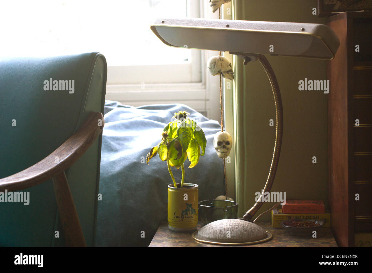 Un triste à la plante dans un pouvez assis sur une table avec une lampe et chaise bleue fenêtre contre la lumière. Banque D'Images