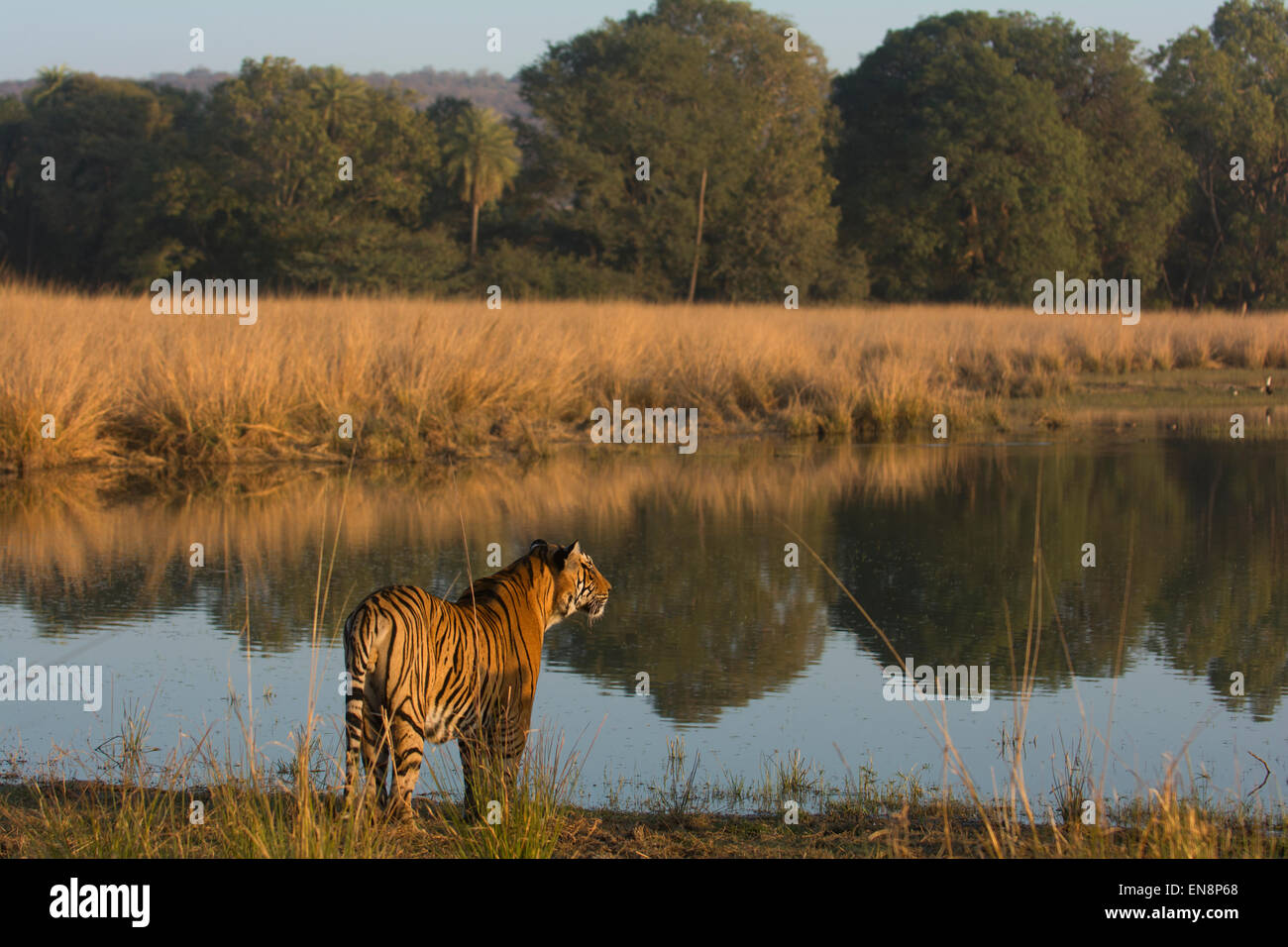 Wild Tiger debout au bord d'un lac dans leur habitat forestier dans le parc national de Ranthambore Banque D'Images