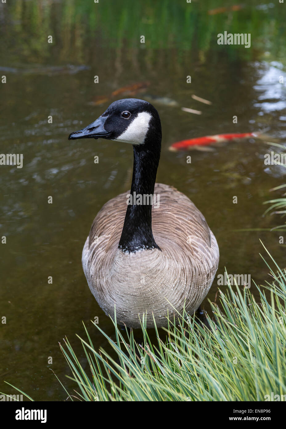La bernache du Canada, Branta canadensis est une grande espèce de l'oie ...