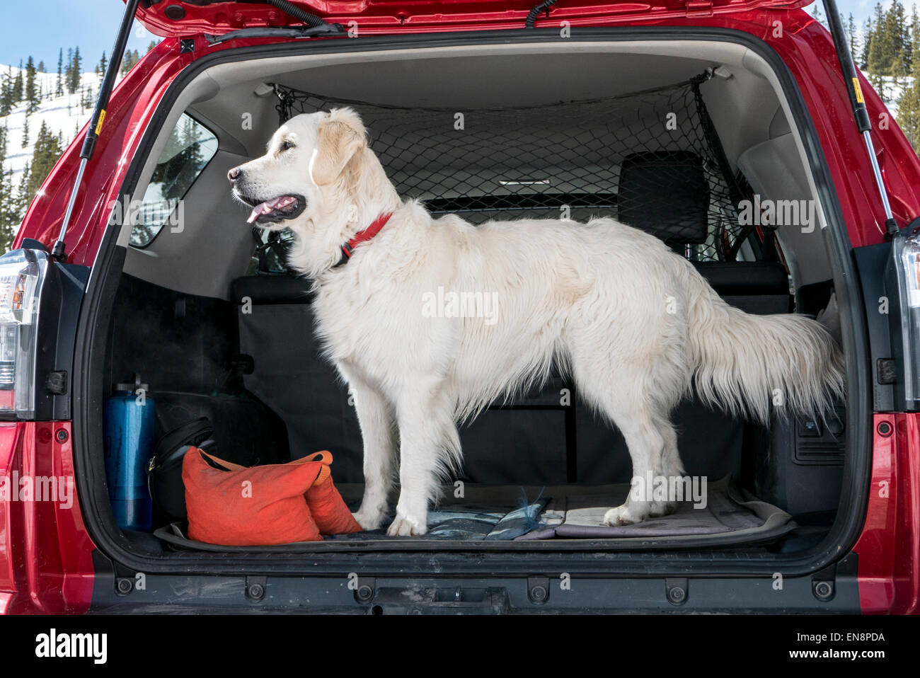 Golden Retriever dog couleur platine à l'arrière du camion Toyota 4Runner Banque D'Images