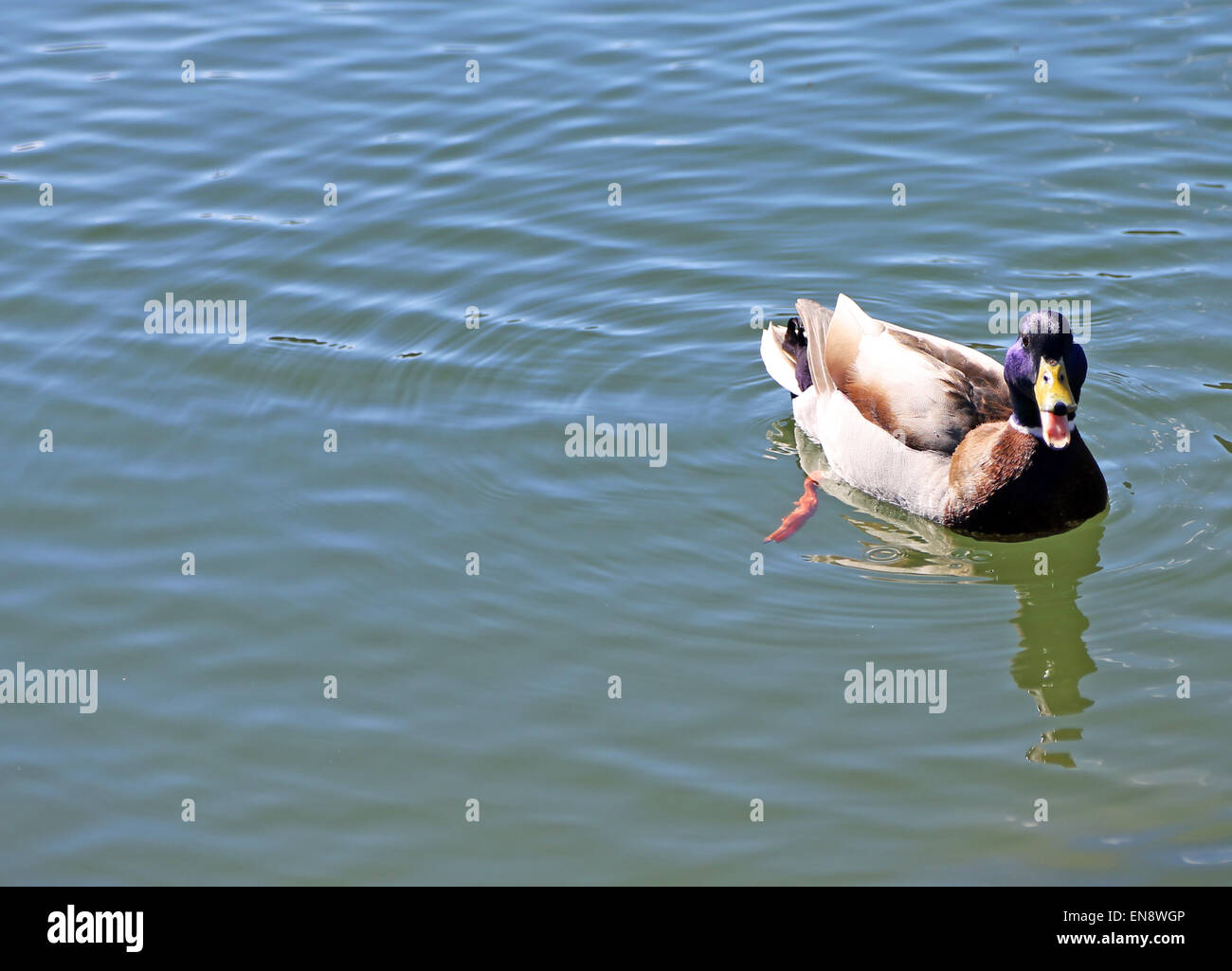 Big duck qui nage dans l'eau du lac avec bec ouvert Banque D'Images