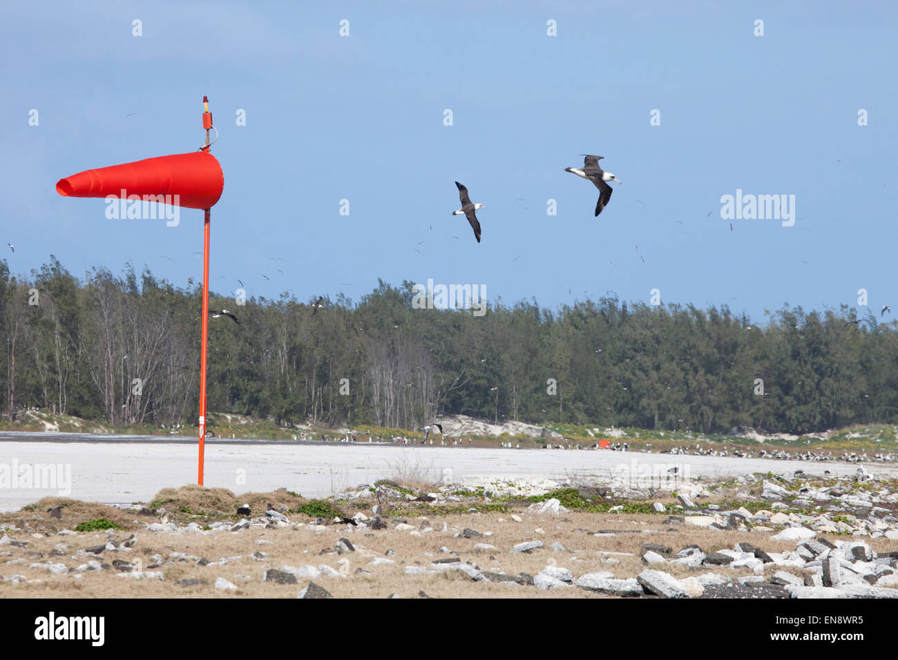 Laysan Albatros (Phoebastria immutabilis) survolant la piste de l'aéroport, Henderson Field, sur une île éloignée du Pacifique Nord Banque D'Images