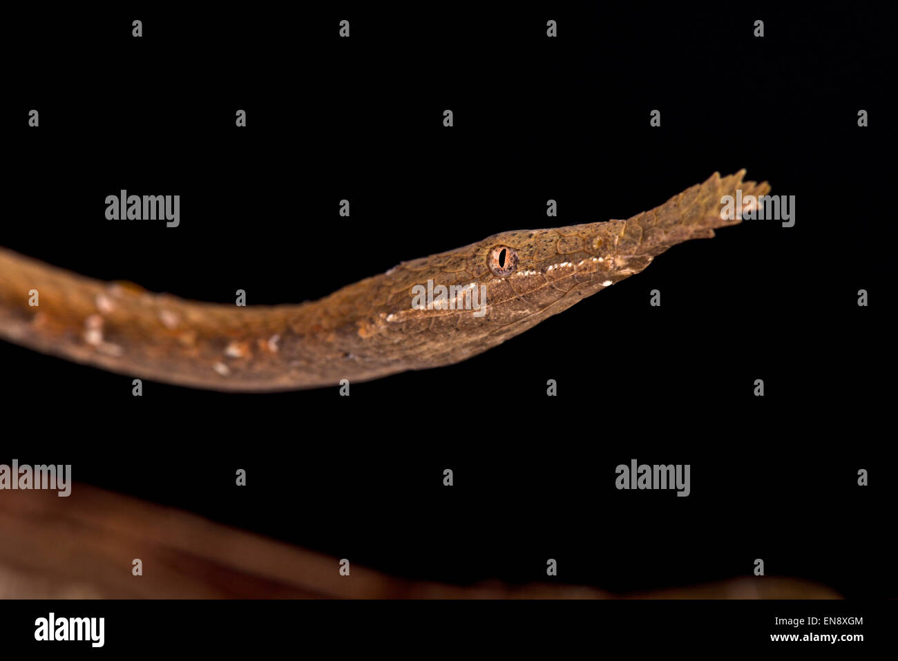 Leaf-nosed Snake (Langaha madagascariensis) Femmes Banque D'Images