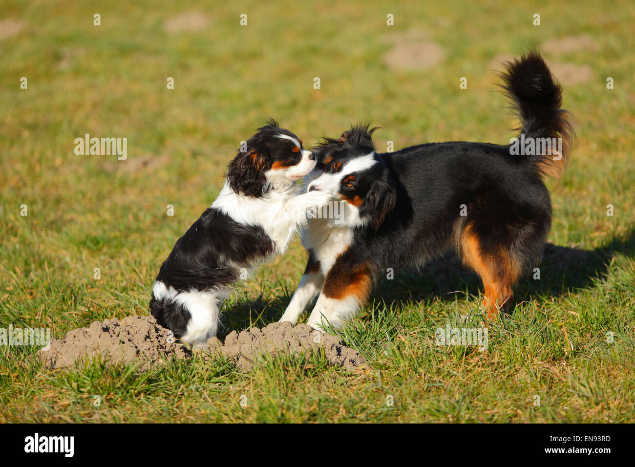 Berger Australien, femelle, noir-tri, et Cavalier King Charles Spaniel, chien, tricolore, 7 mois|berger australien, Hue Banque D'Images