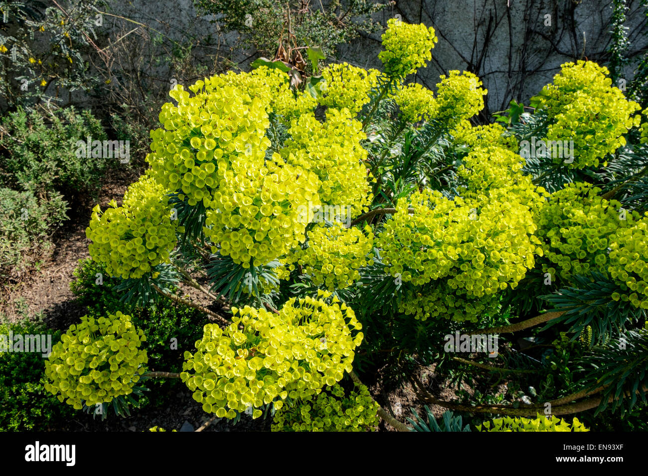 Close-up de fleurs Euphorbia cyparissias Banque D'Images