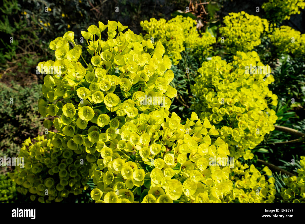 Close-up d'Euphorbia fleurs cyprarissias Banque D'Images