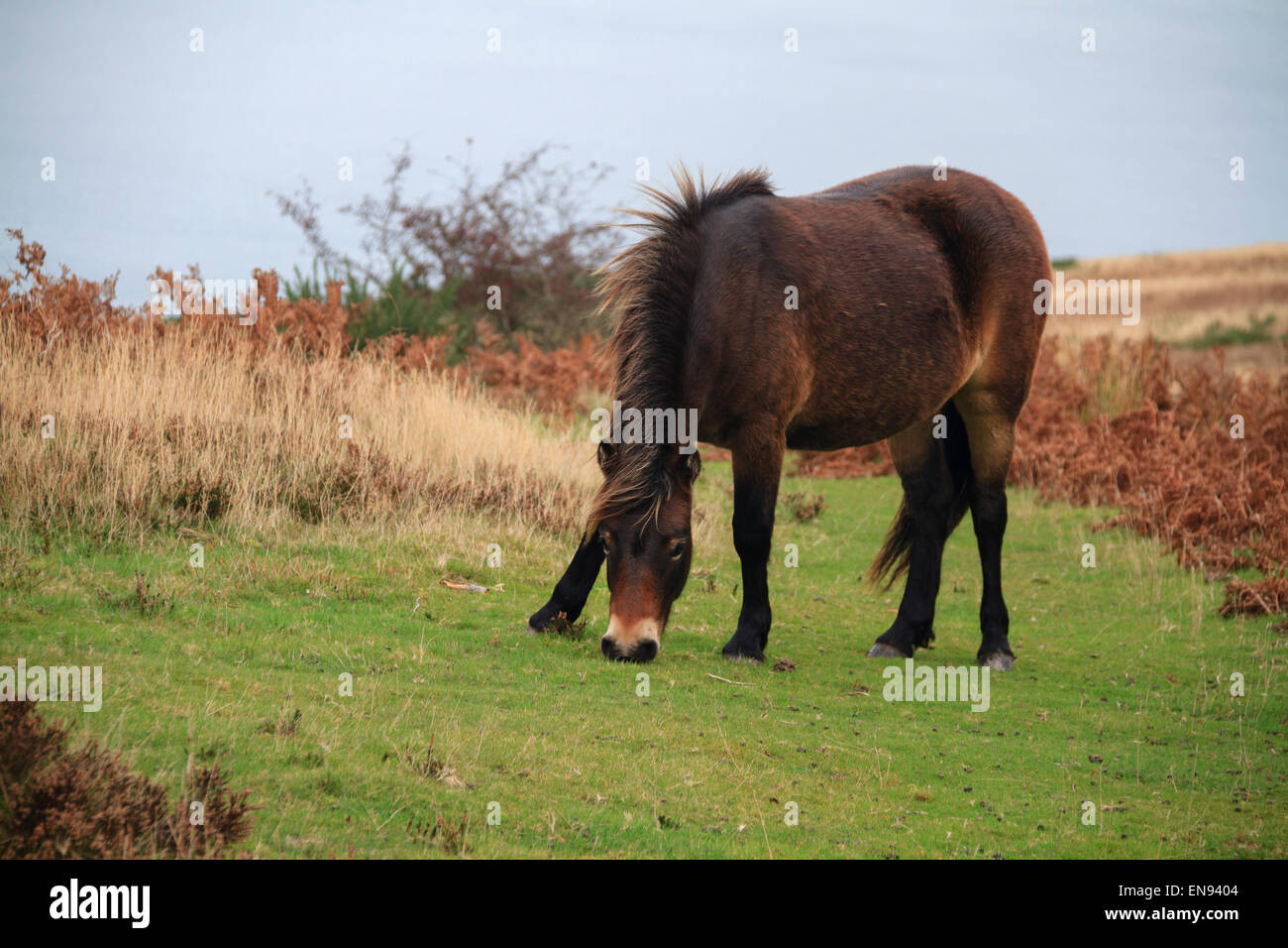 Poney Exmoor une ancienne race de cheval sauvage Banque D'Images