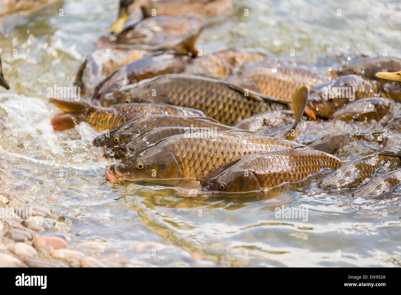 La lutte contre le poisson pour l'alimentation au bord du lac. Banque D'Images