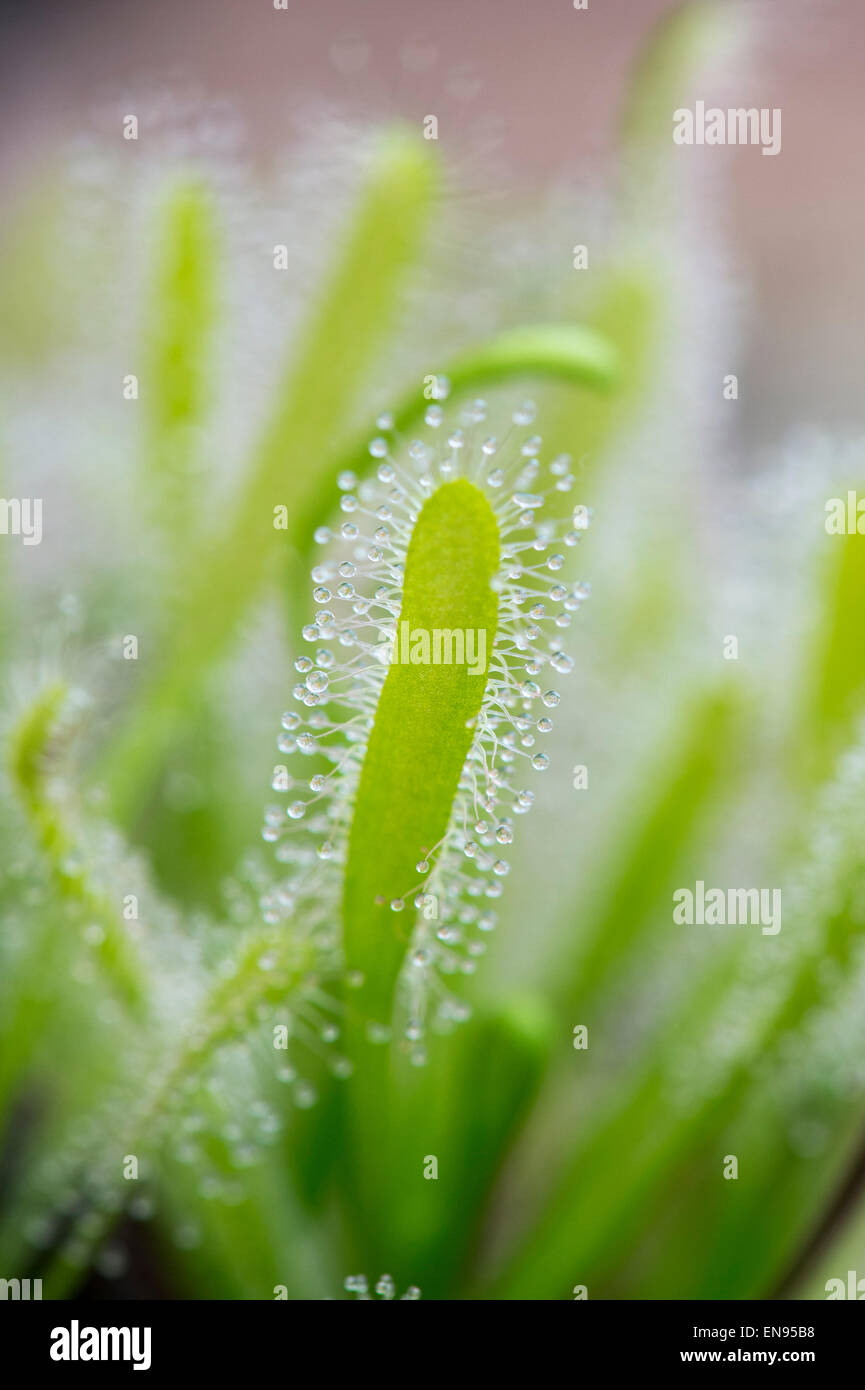 Drosera Capensis Albino. Cape sundew tentacules collantes sur les feuilles Banque D'Images