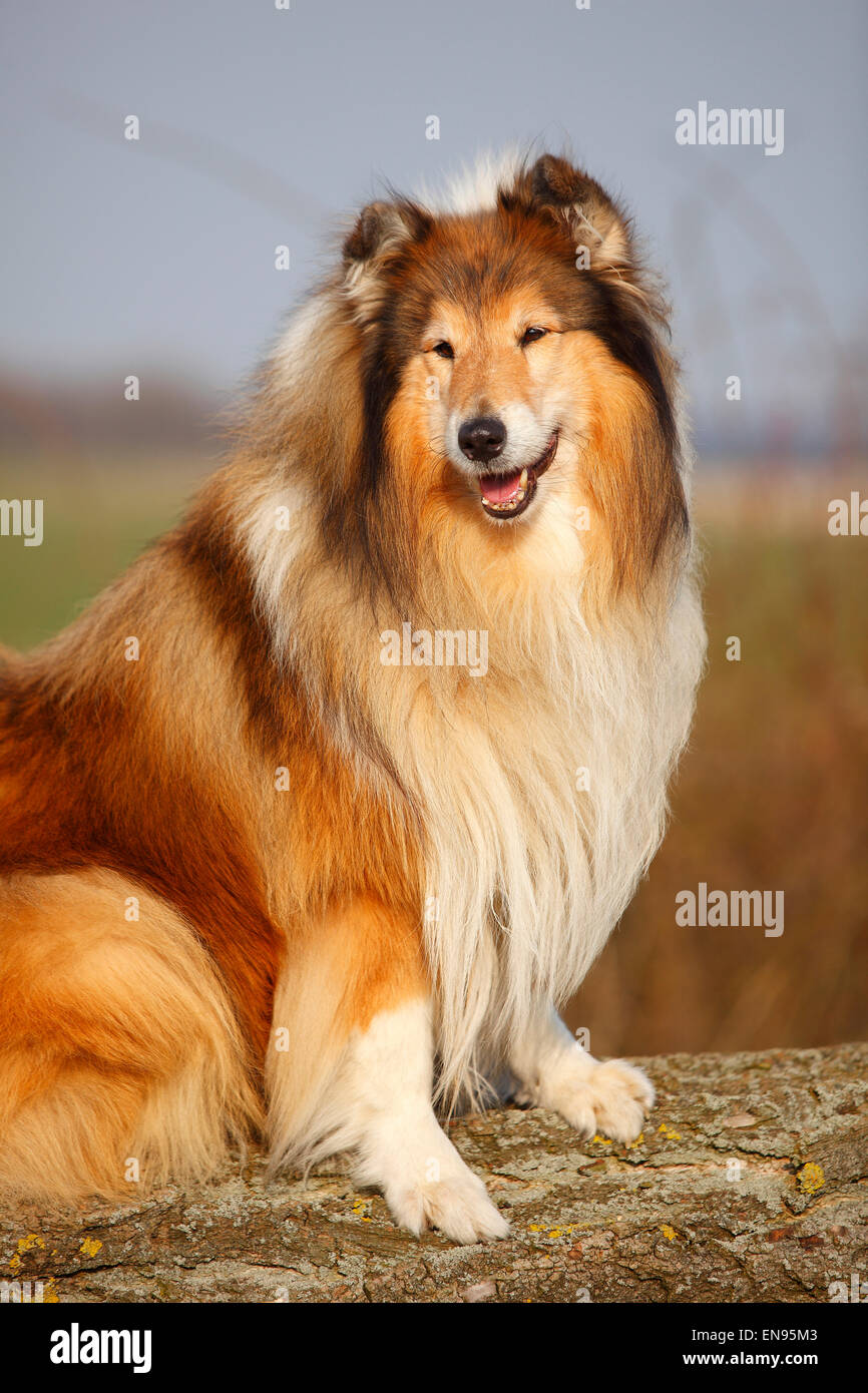 Rough Collie, chien mâle, sable blanc, 8 ans|Schottischer Schaeferhund, Ruede, sable blanc, 8 Jahre alt, alter Hund Banque D'Images