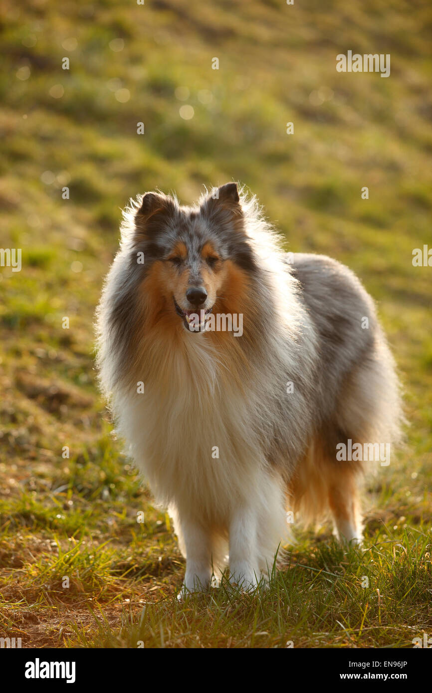 Rough Collie, chien, bleu-merle, 4 ans|Schottischer Schaeferhund, Ruede, bleu-merle, 4 Jahre Banque D'Images