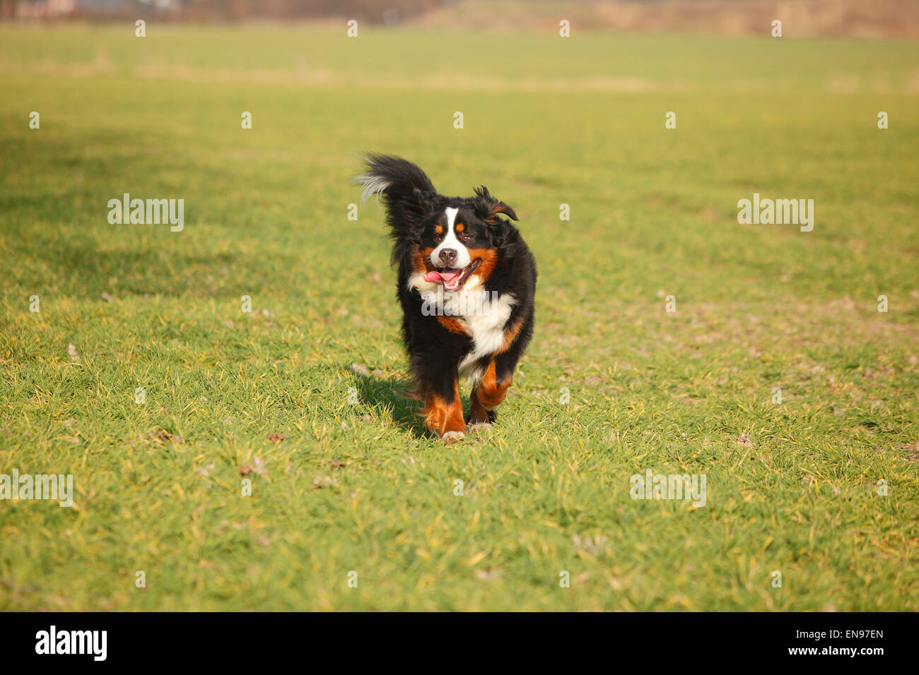 Oberland Moutain Dog, homme chien|Berner Sennenhund, Ruede Banque D'Images