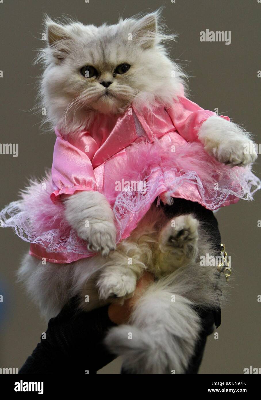 Les chats prendre part à l'Exposition Féline CFA deux jours en Bulgarie. Les propriétaires de chats du monde entier ont participé à l'exposition au cours de laquelle les prix pour certaines races de chat rose à jusqu'à 800 Euros. Doté d''atmosphère : où : Varna, Bulgarie Quand : 25 Oct 2014 Banque D'Images