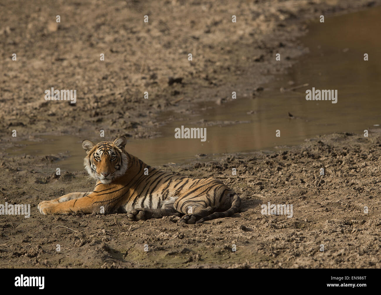 Royal Bengal Tiger Cub assis près de trou d'eau du parc national de Ranthambhore Banque D'Images
