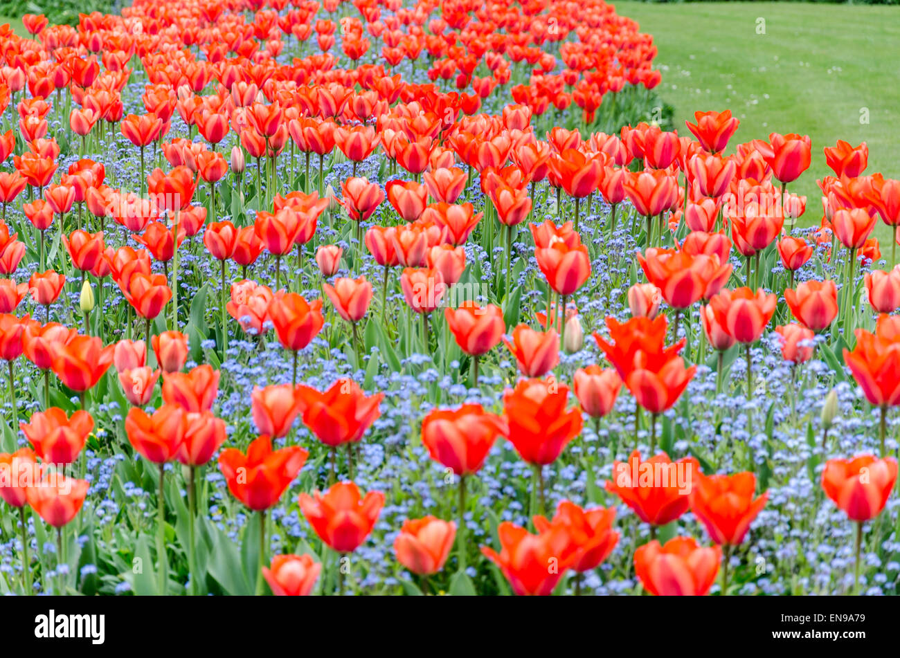 Tulipes rouges dans St James's Park, London, UK Banque D'Images