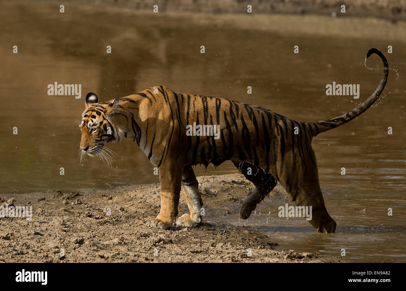 Tigre du Bengale Royal en sortant d'eau dans le Parc National de Ranthambhore Banque D'Images