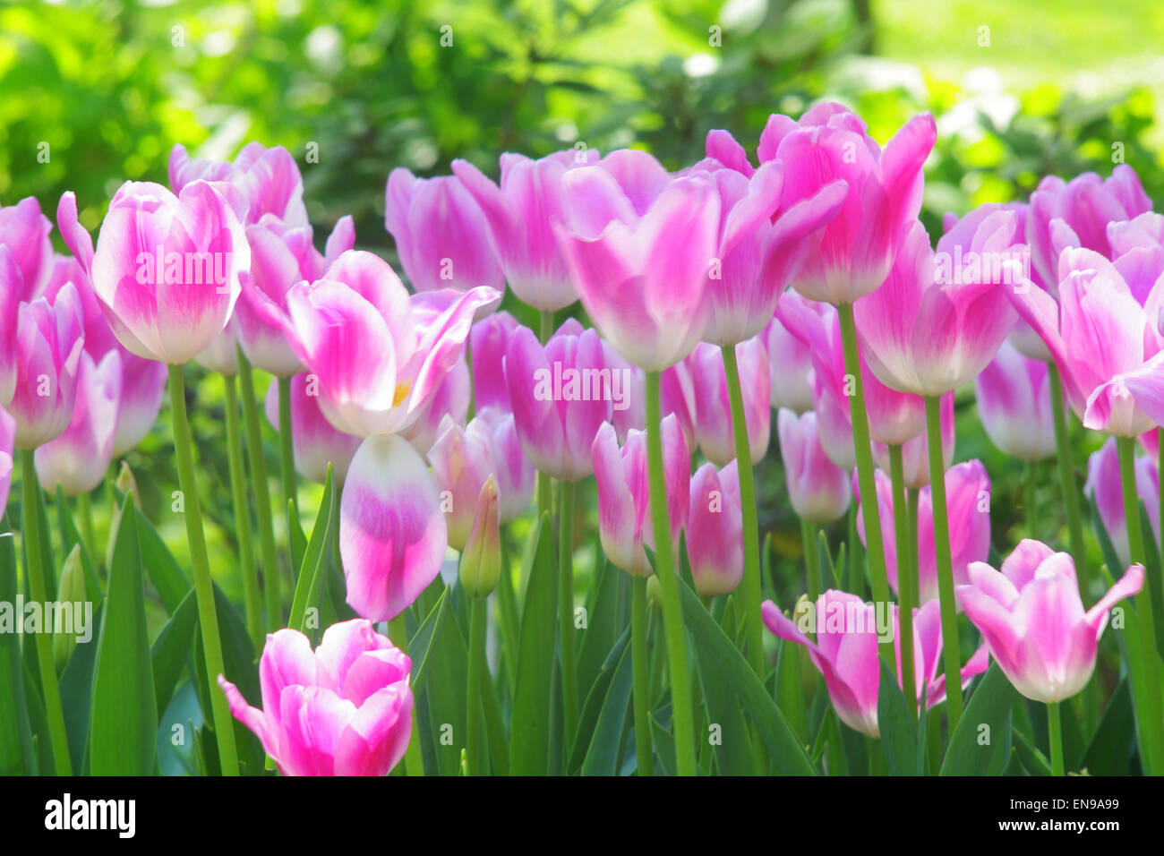 Tulipe rose et blanche Banque de photographies et d'images à haute  résolution - Alamy