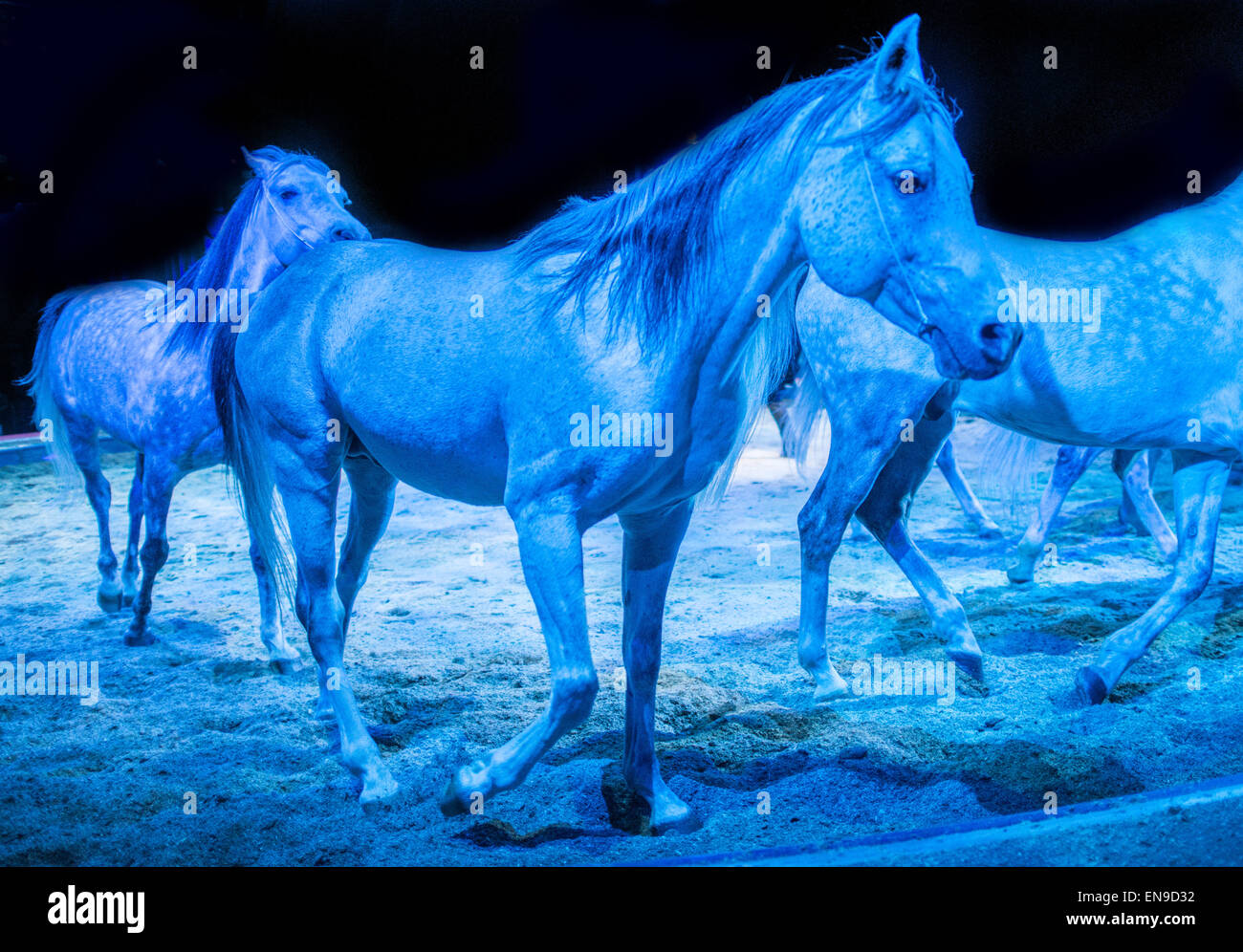 Groupe de chevaux blancs Banque D'Images